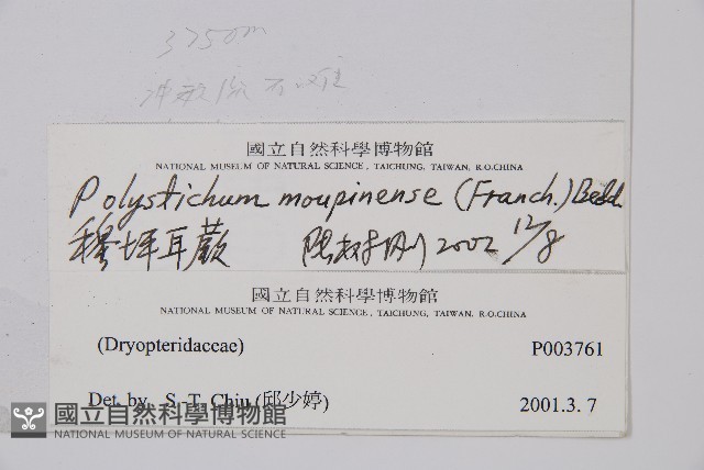 寶興耳蕨藏品圖，第2張