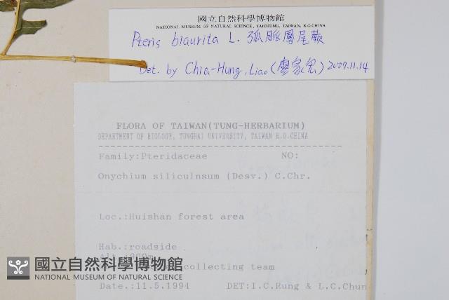 弧脈鳳尾蕨藏品圖，第2張