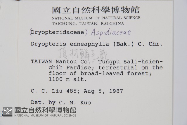 大頂羽鱗毛蕨藏品圖，第2張