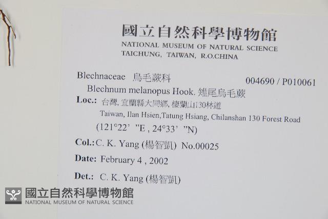 雉尾烏毛蕨藏品圖，第2張