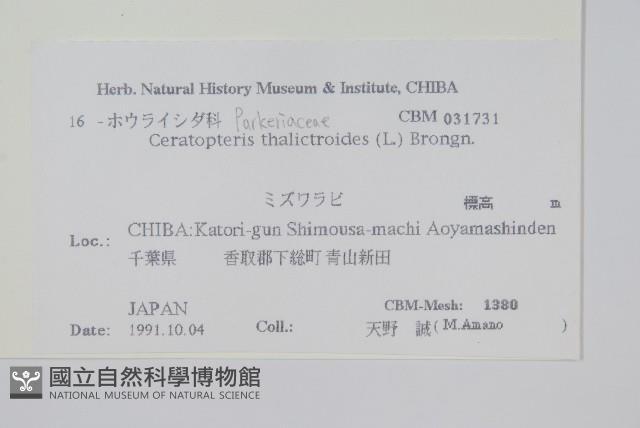 水蕨藏品圖，第2張