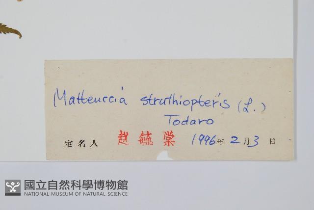 莢果蕨藏品圖，第2張