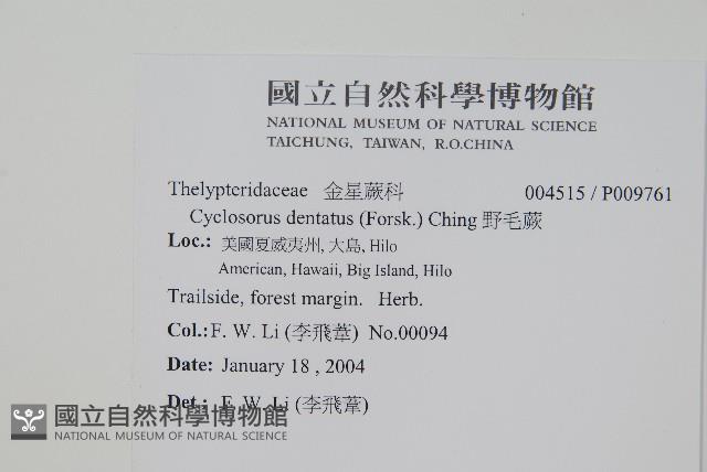 野毛蕨藏品圖，第2張