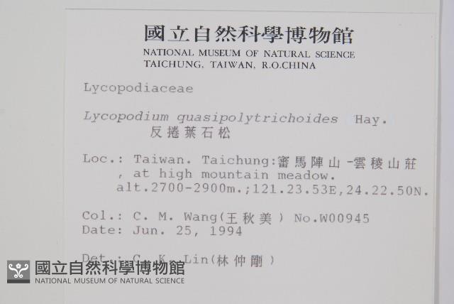 反捲葉石松藏品圖，第2張