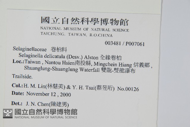 全緣卷柏藏品圖，第2張