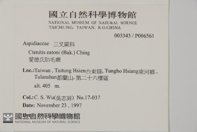 愛德氏肋毛蕨藏品圖，第2張