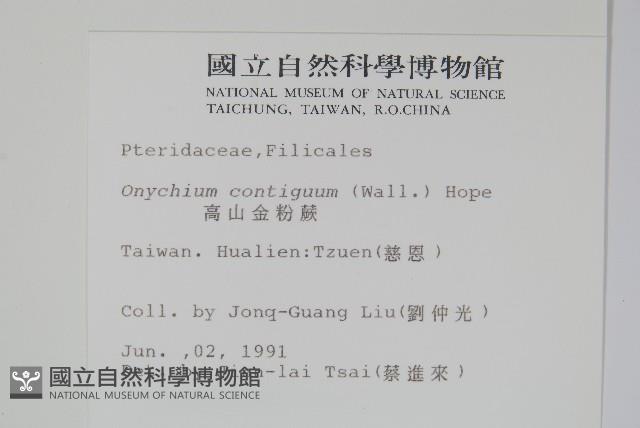 高山金粉蕨藏品圖，第2張