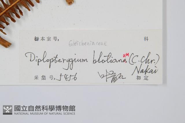 逆羽裡白藏品圖，第2張