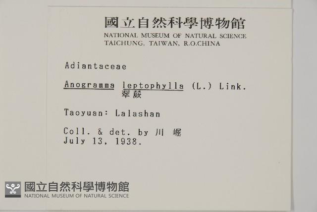 翠蕨藏品圖，第5張