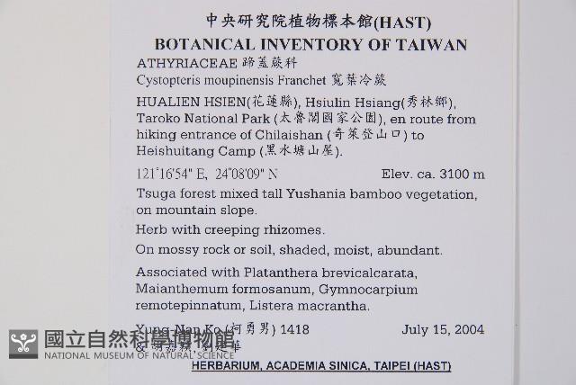 寬葉冷蕨藏品圖，第2張