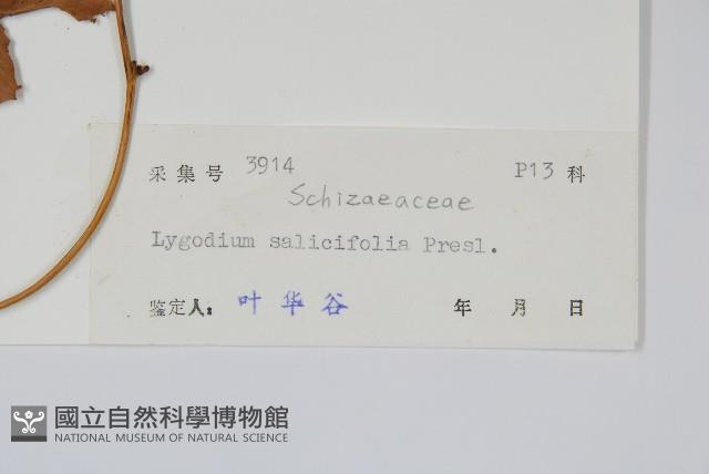 柳葉海金沙藏品圖，第2張