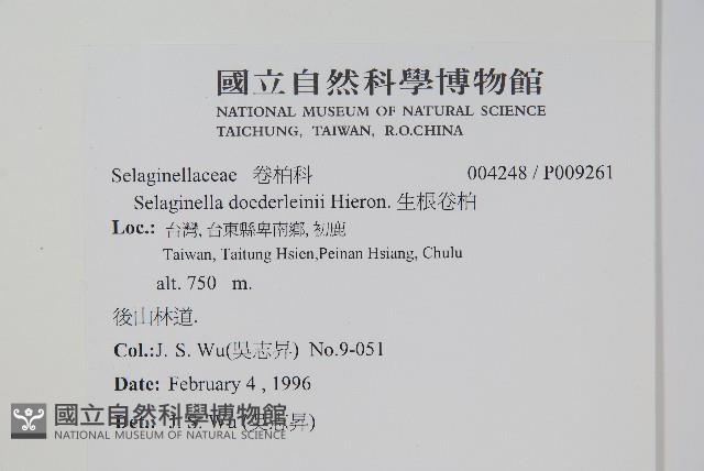 生根卷柏藏品圖，第2張