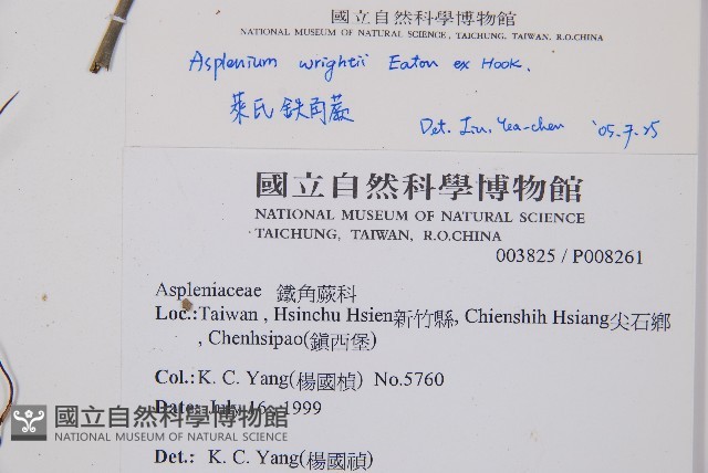 萊氏鐵角蕨藏品圖，第2張