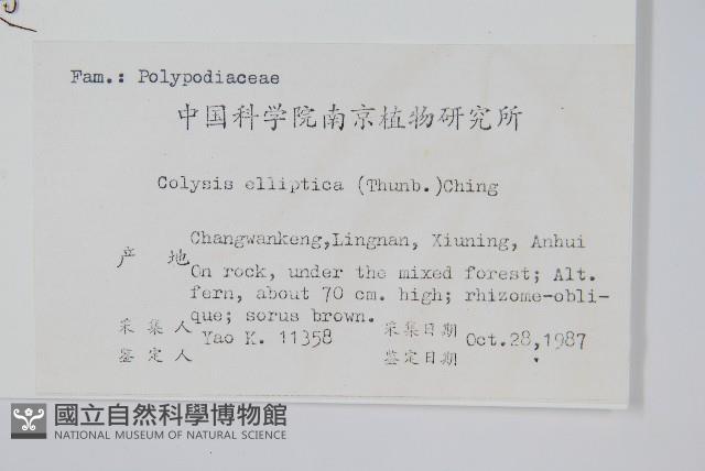 橢圓線蕨藏品圖，第2張