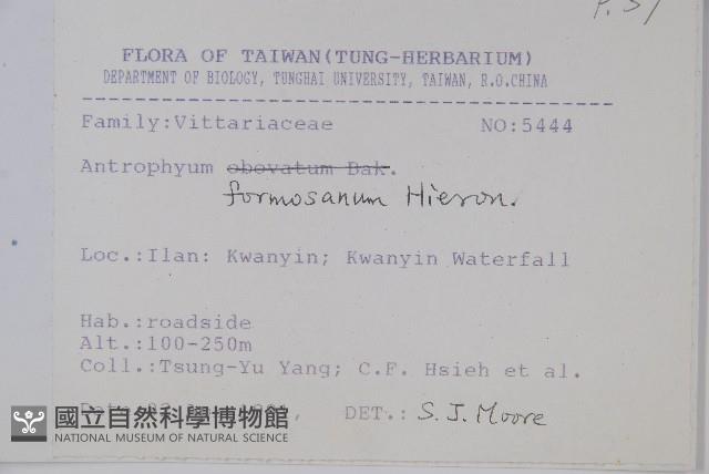 臺灣車前蕨藏品圖，第2張