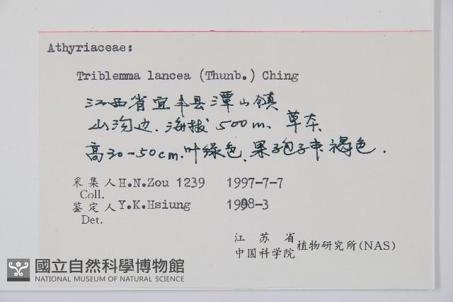 單葉雙蓋蕨藏品圖，第5張