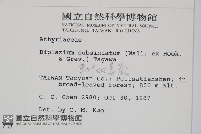 單葉雙蓋蕨藏品圖，第2張