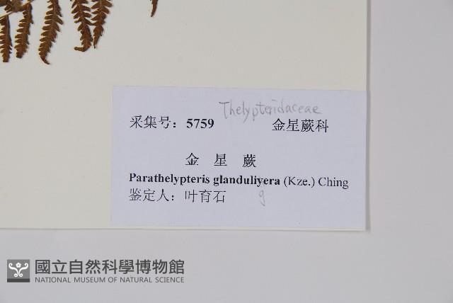 密腺副金星蕨藏品圖，第2張