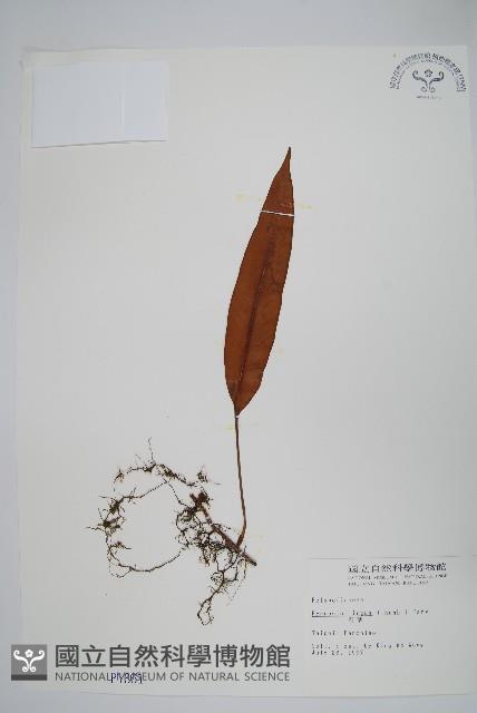 石葦藏品圖，第1張