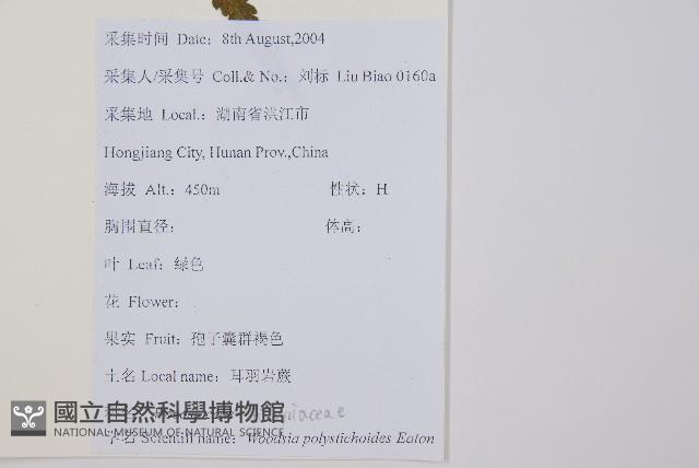 岩蕨藏品圖，第2張