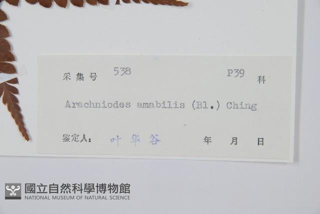 屋久複葉耳蕨藏品圖，第2張