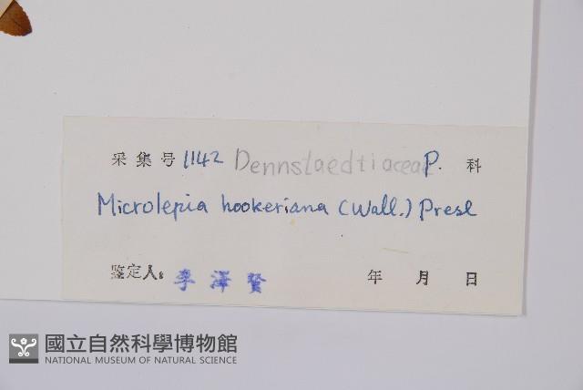 虎克氏鱗蓋蕨藏品圖，第2張