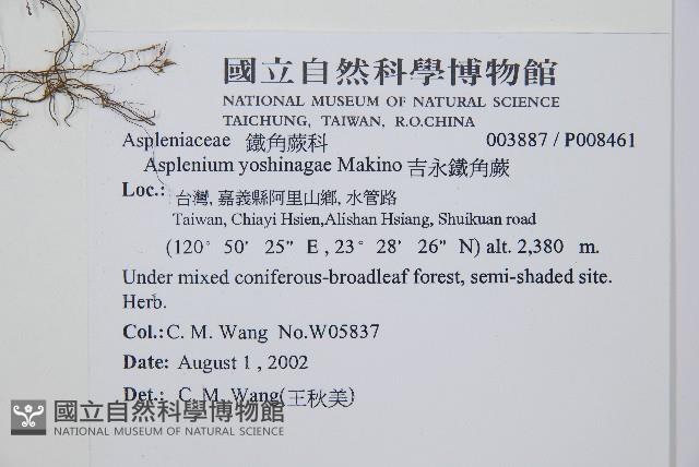 吉永鐵角蕨、斜葉鐵角蕨藏品圖，第2張