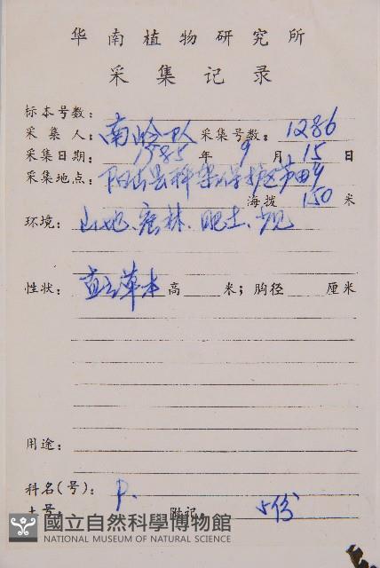 淡綠短腸蕨藏品圖，第2張