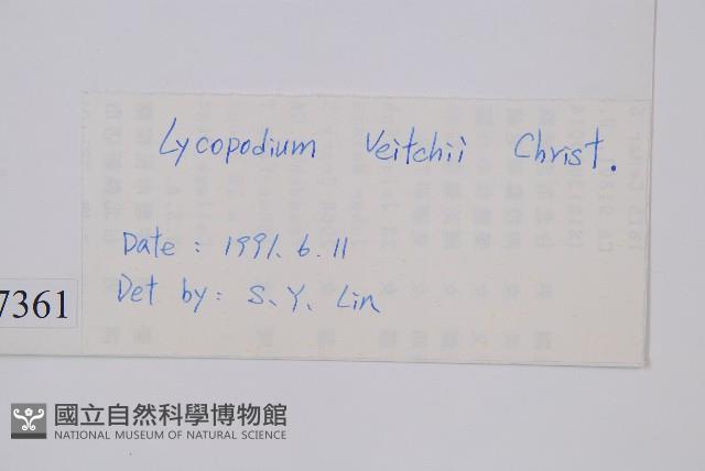 玉山石松藏品圖，第2張