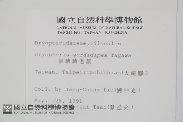 落鱗鱗毛蕨藏品圖，第2張