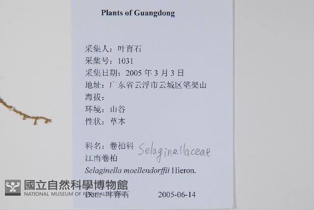 江南卷柏藏品圖，第2張