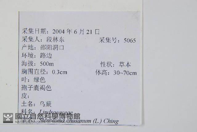 烏蕨藏品圖，第2張