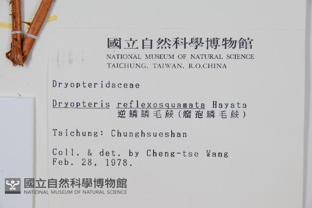 逆鱗鱗毛蕨藏品圖，第2張