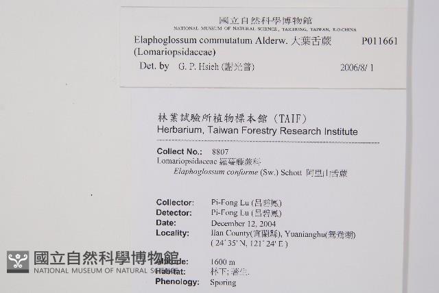 垂葉舌蕨藏品圖，第2張