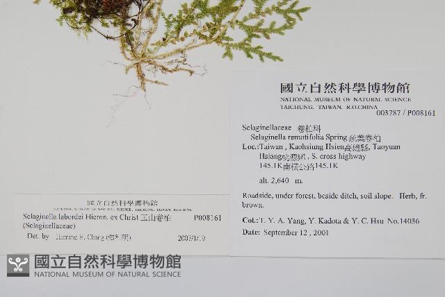 玉山卷柏藏品圖，第2張