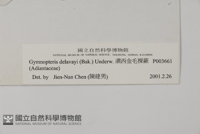 滇西金毛裸蕨藏品圖，第2張