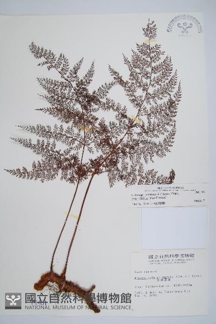 台灣小膜蓋蕨藏品圖，第1張