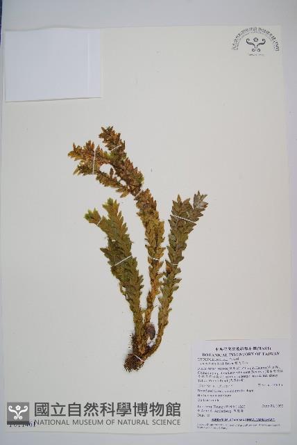 福氏石松藏品圖，第1張