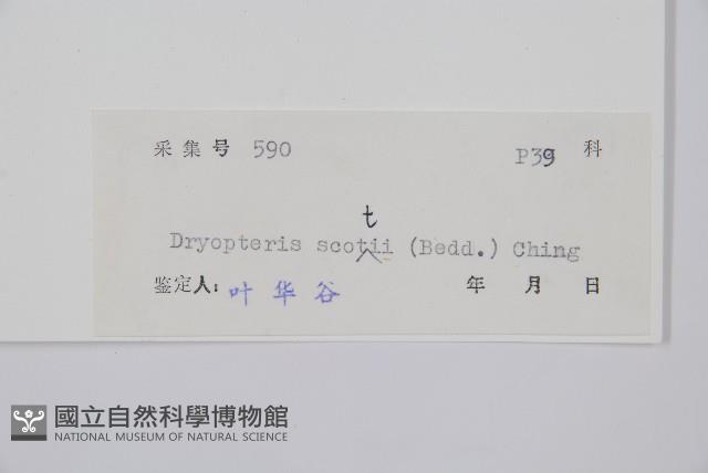 史氏鱗毛蕨藏品圖，第2張