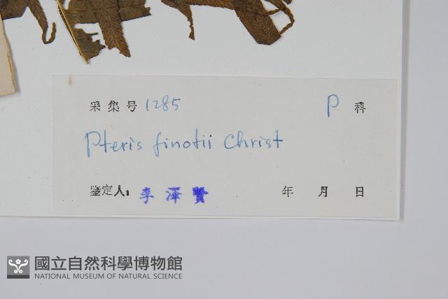 疏裂鳳尾蕨藏品圖，第2張