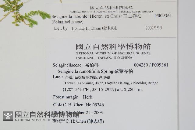 玉山卷柏藏品圖，第2張