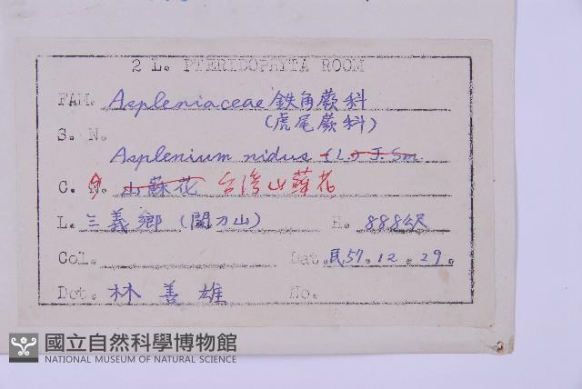 Bird's-nest fern Collection Image, Figure 2, Total 5 Figures