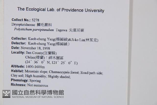 尖葉耳蕨藏品圖，第2張