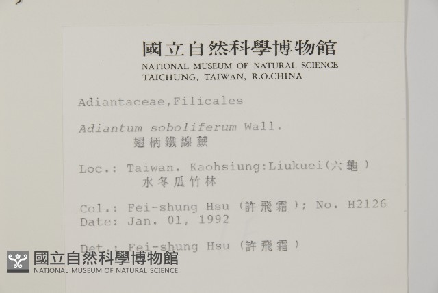 翅柄鐵線蕨藏品圖，第2張