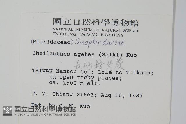 深山粉背蕨藏品圖，第2張