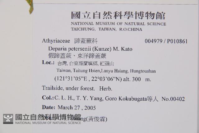 假蹄蓋蕨、東洋蹄蓋蕨藏品圖，第2張