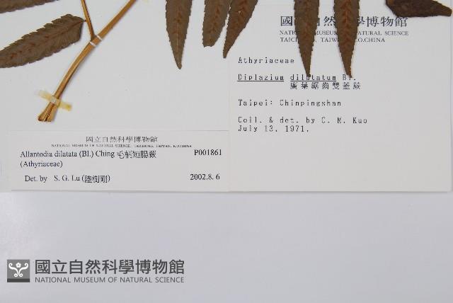 毛柄短腸蕨藏品圖，第2張