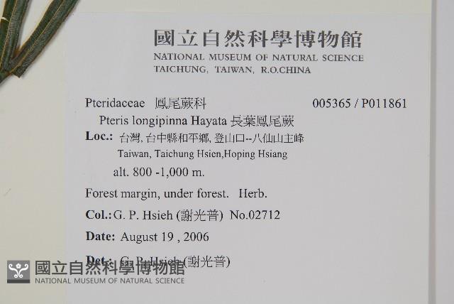 長葉鳳尾蕨藏品圖，第2張