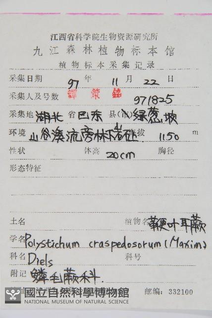 鞭葉耳蕨藏品圖，第2張