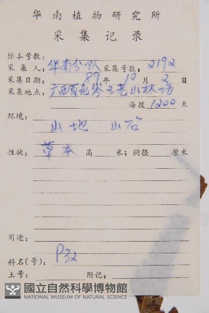 假蹄蓋蕨藏品圖，第2張